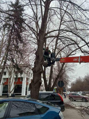 Continuăm curățarea arborilor din sectorul Buiucani Colegii de la Spații Verzi muncesc în aceste zile la capacitate maxi... - sectorului Buiucani